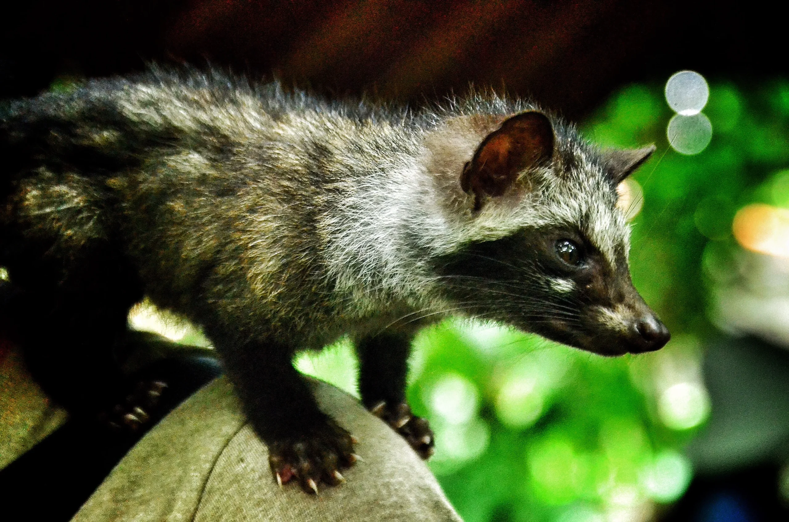 Kenapa Kopi Luwak Mahal Banget? Ini Sejarah Aslinya 12 Luwak itu Hewan Apa Sih scaled