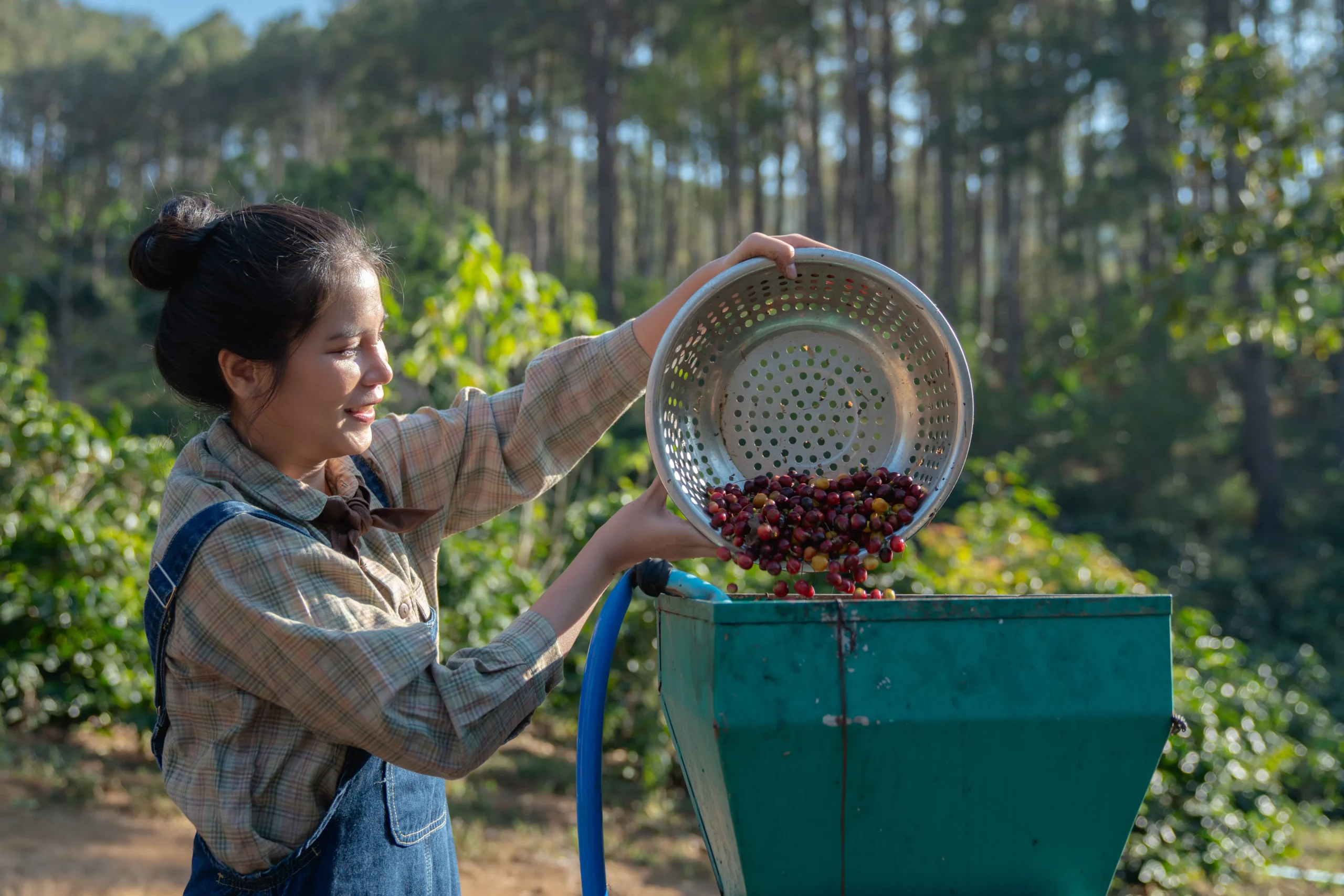 Perbedaan Honey Process dan Natural Process scaled