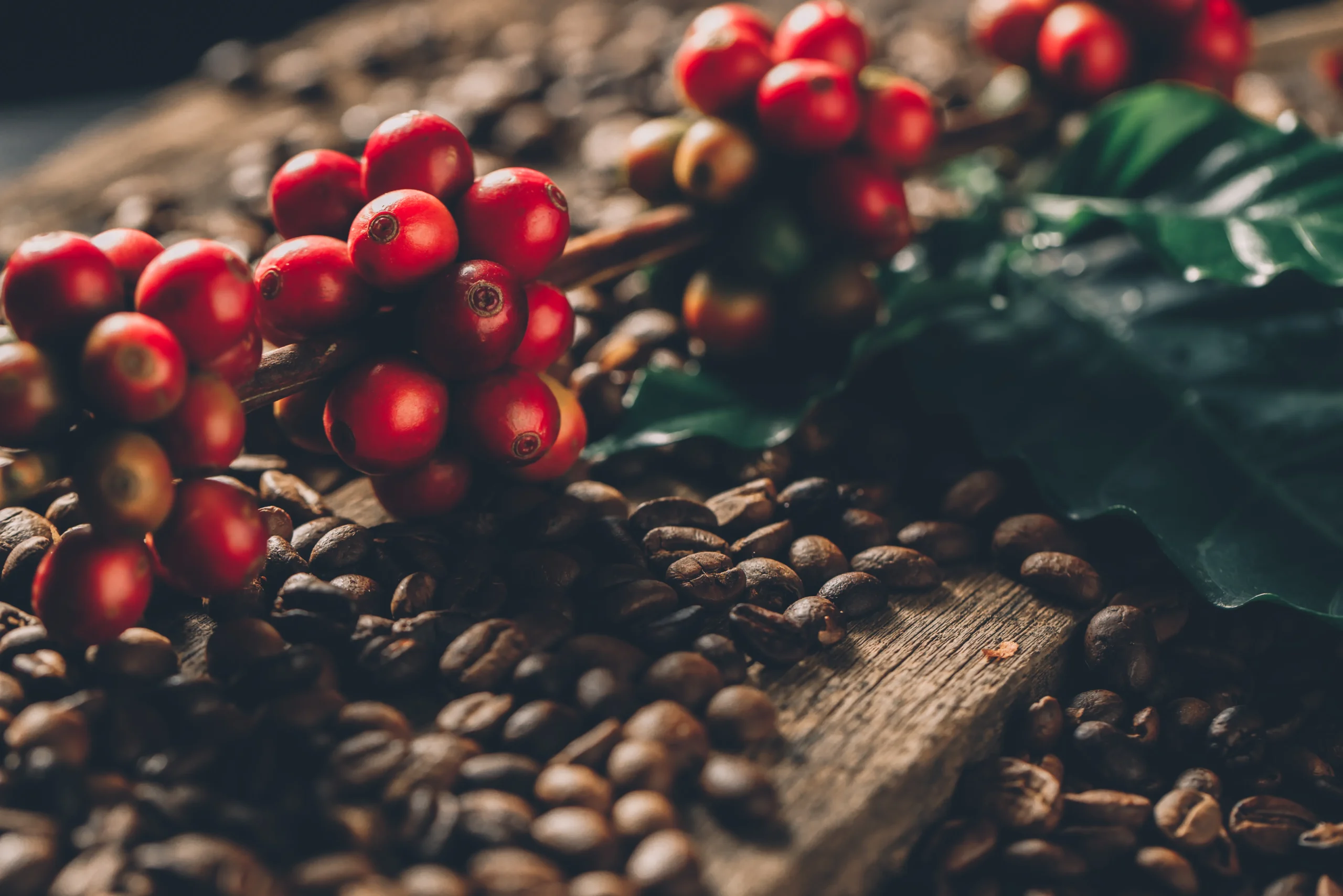 6 Jenis Biji Kopi di Dunia, Lo Udah Tahu Semua? 12 arabica scaled