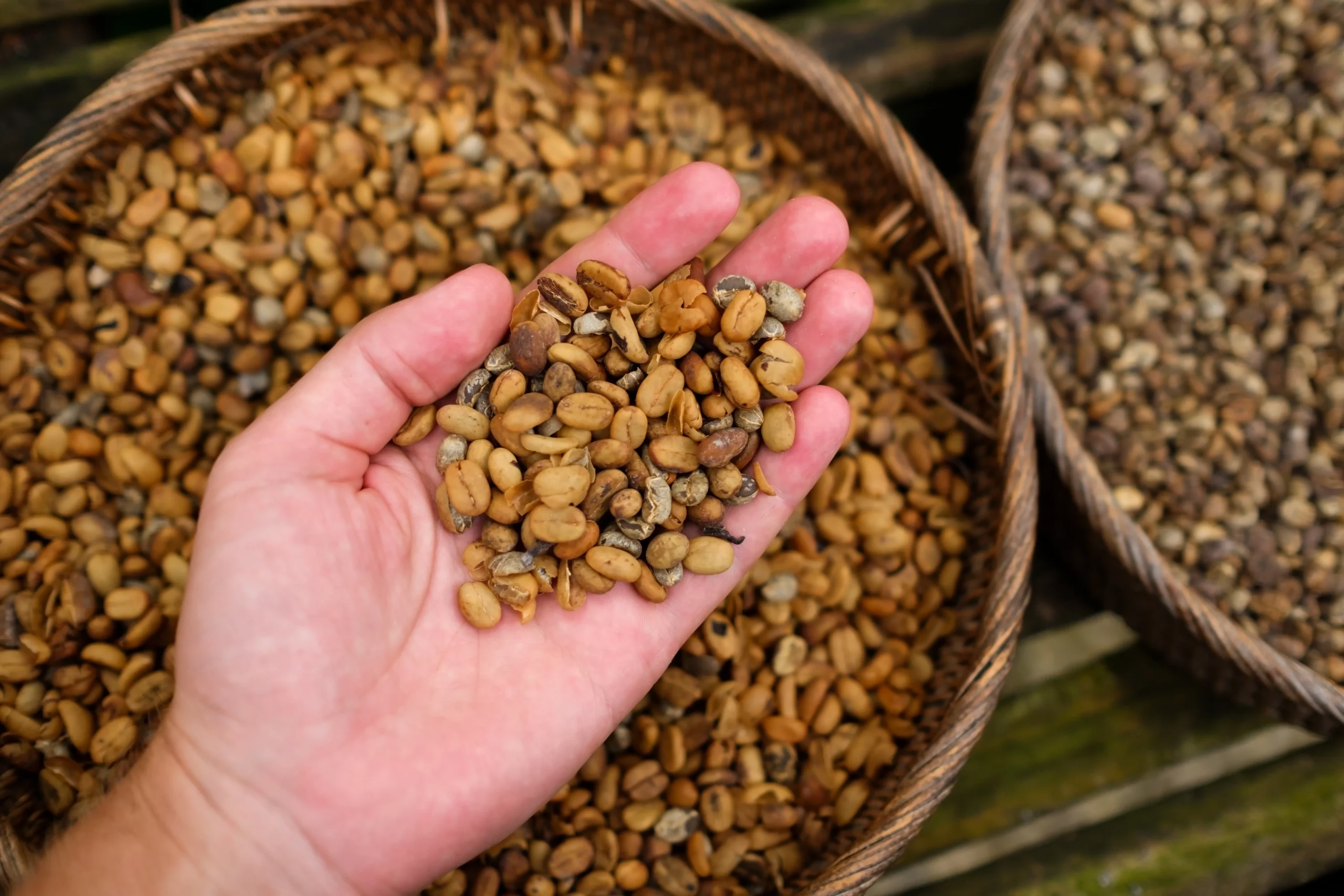 6 Jenis Biji Kopi di Dunia, Lo Udah Tahu Semua? 16 luwak scaled