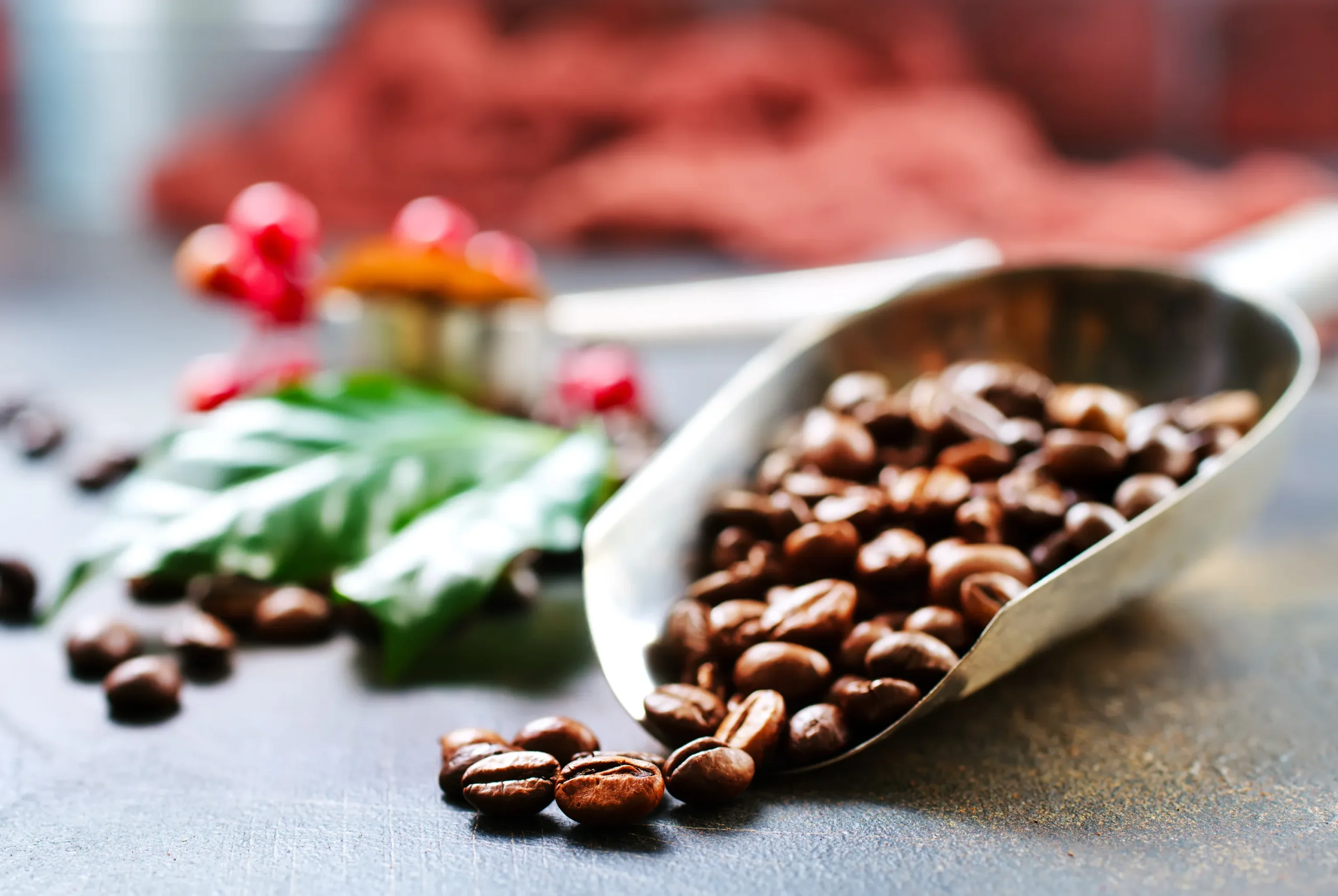 6 Jenis Biji Kopi di Dunia, Lo Udah Tahu Semua? 13 robusta scaled